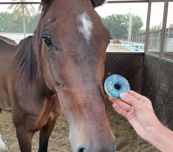 Horse treats