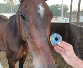 Horse treats