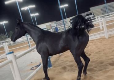 Black arabian beauty mare